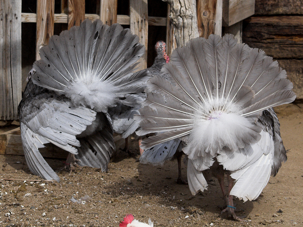 Blue Slate hen and Self Blue tom