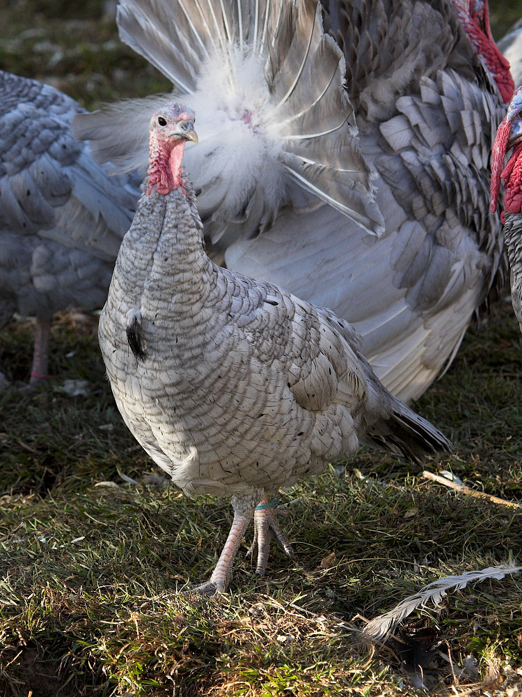 Blue slate hen with beard