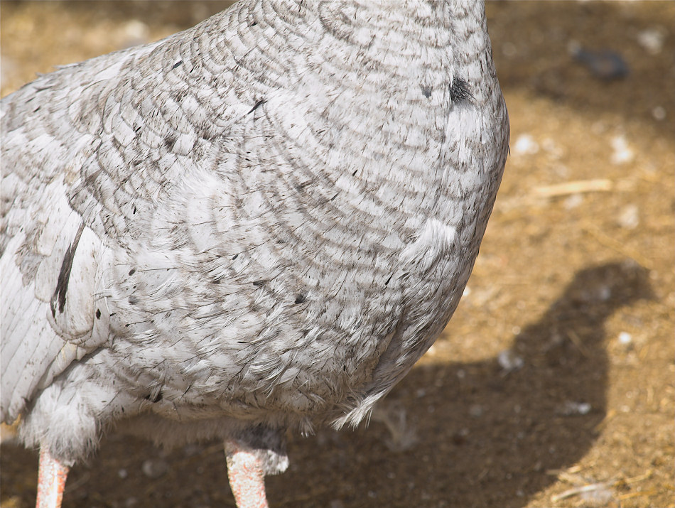 Blue Slate hen