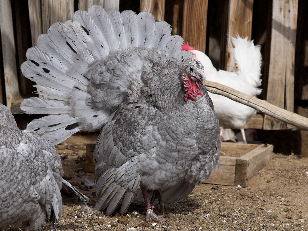Blue Slate hen