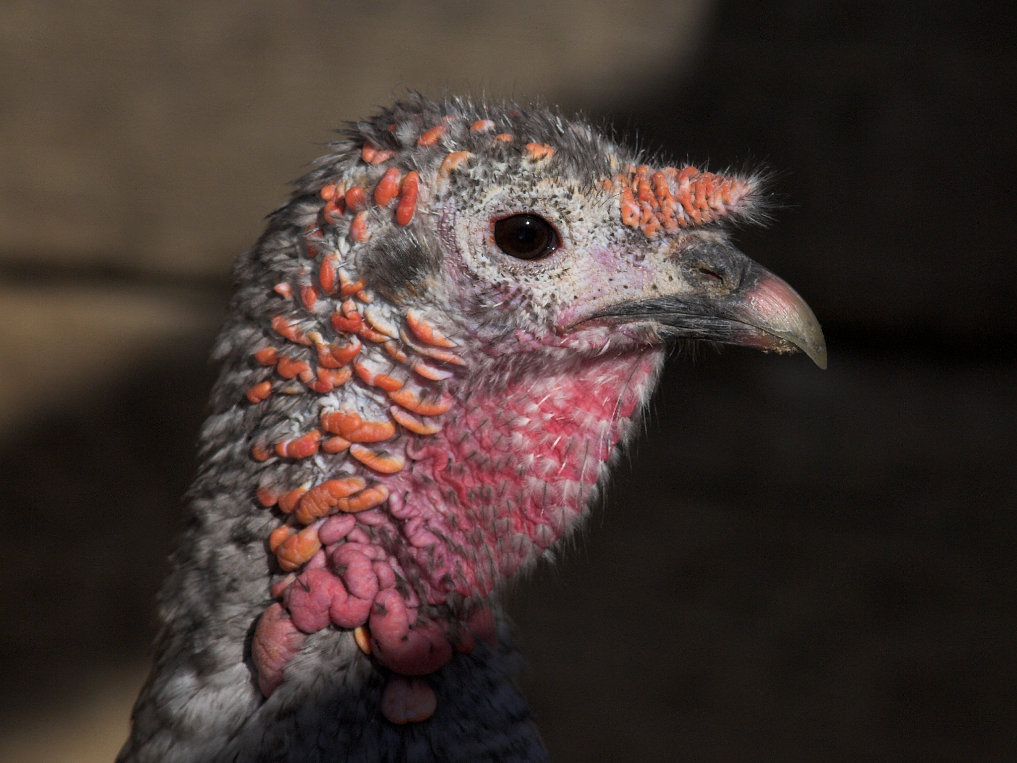 Blue Slate hen