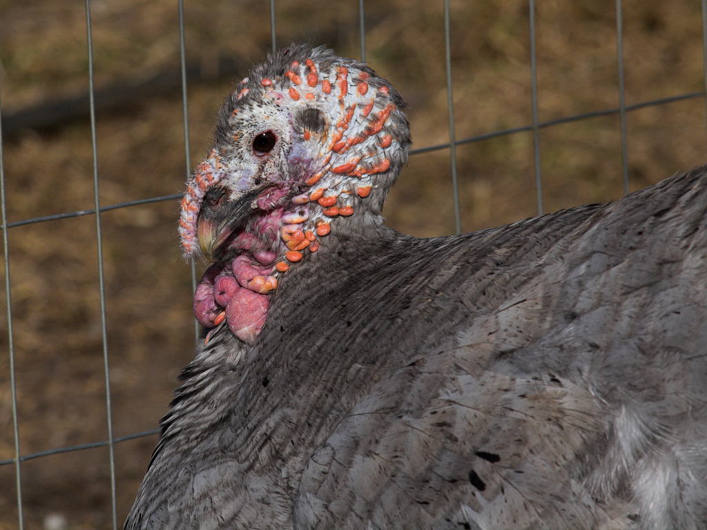 Blue Slate hen