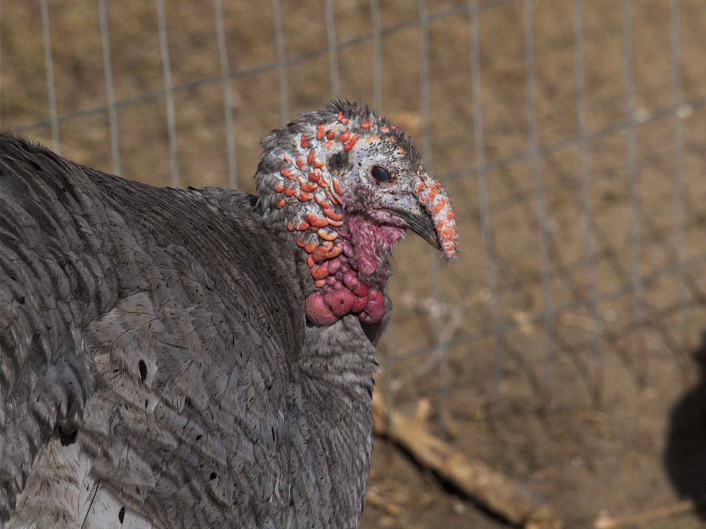 Blue Slate hen