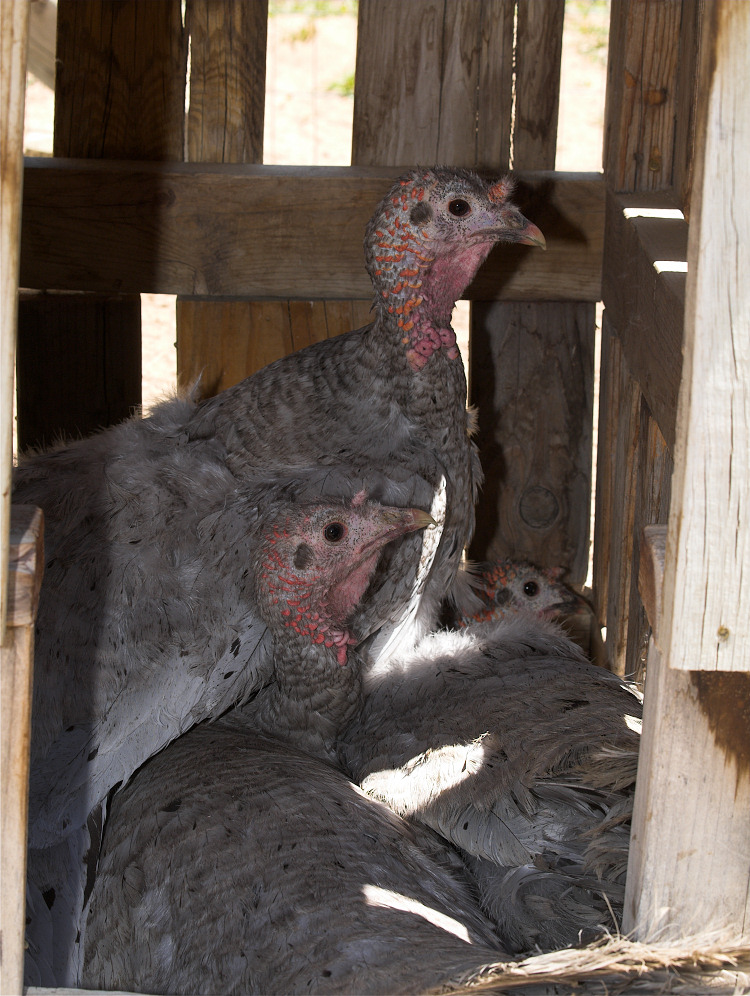 Blue Slate turkey hens