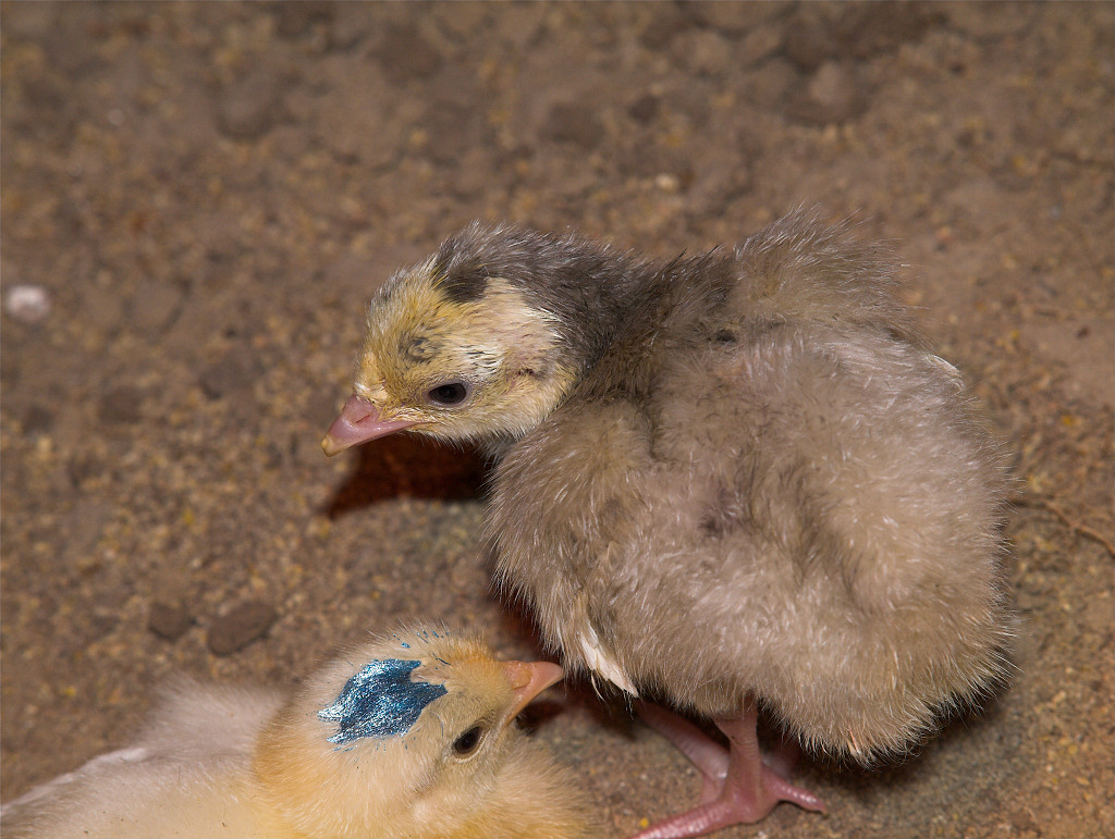 Blue Slate turkey poult