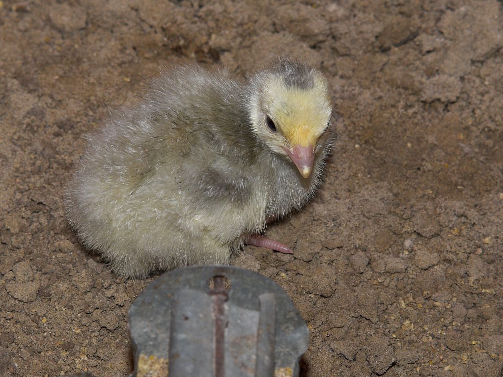 Blue Slate turkey poult