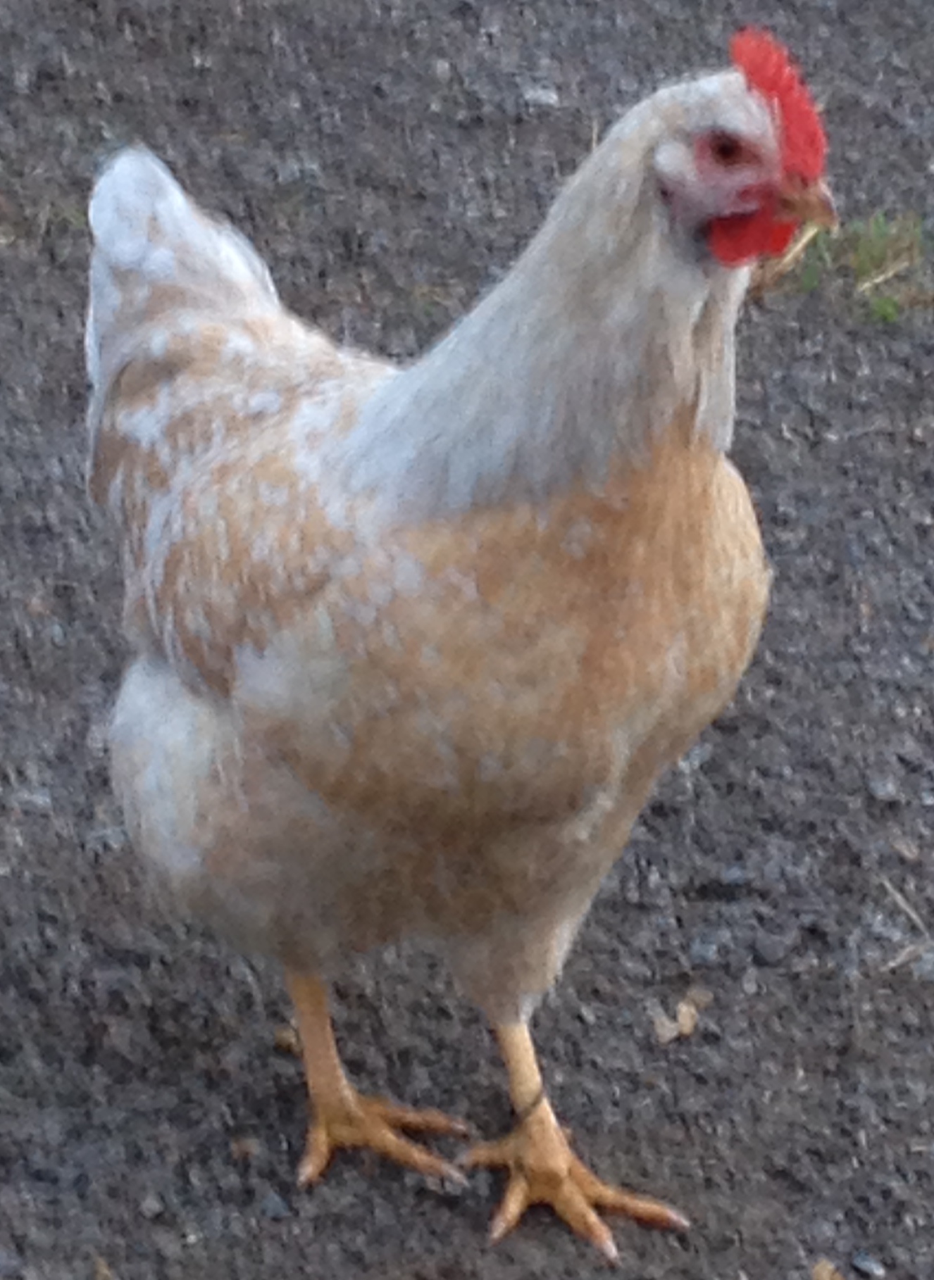 Blue Snoleopard pullet