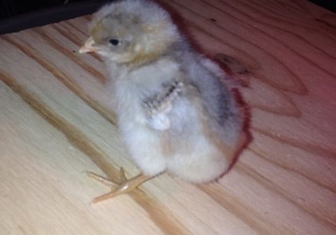 Blue splash barnevelder chick (people don't seem to like this color so I haven't see any of them so far on the site)