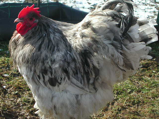 Blue Splash Orpington Cockerel