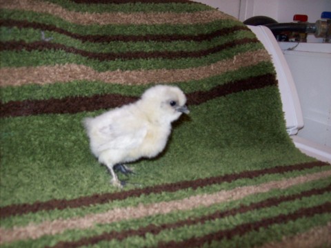 Blue splash Silkie pullet.