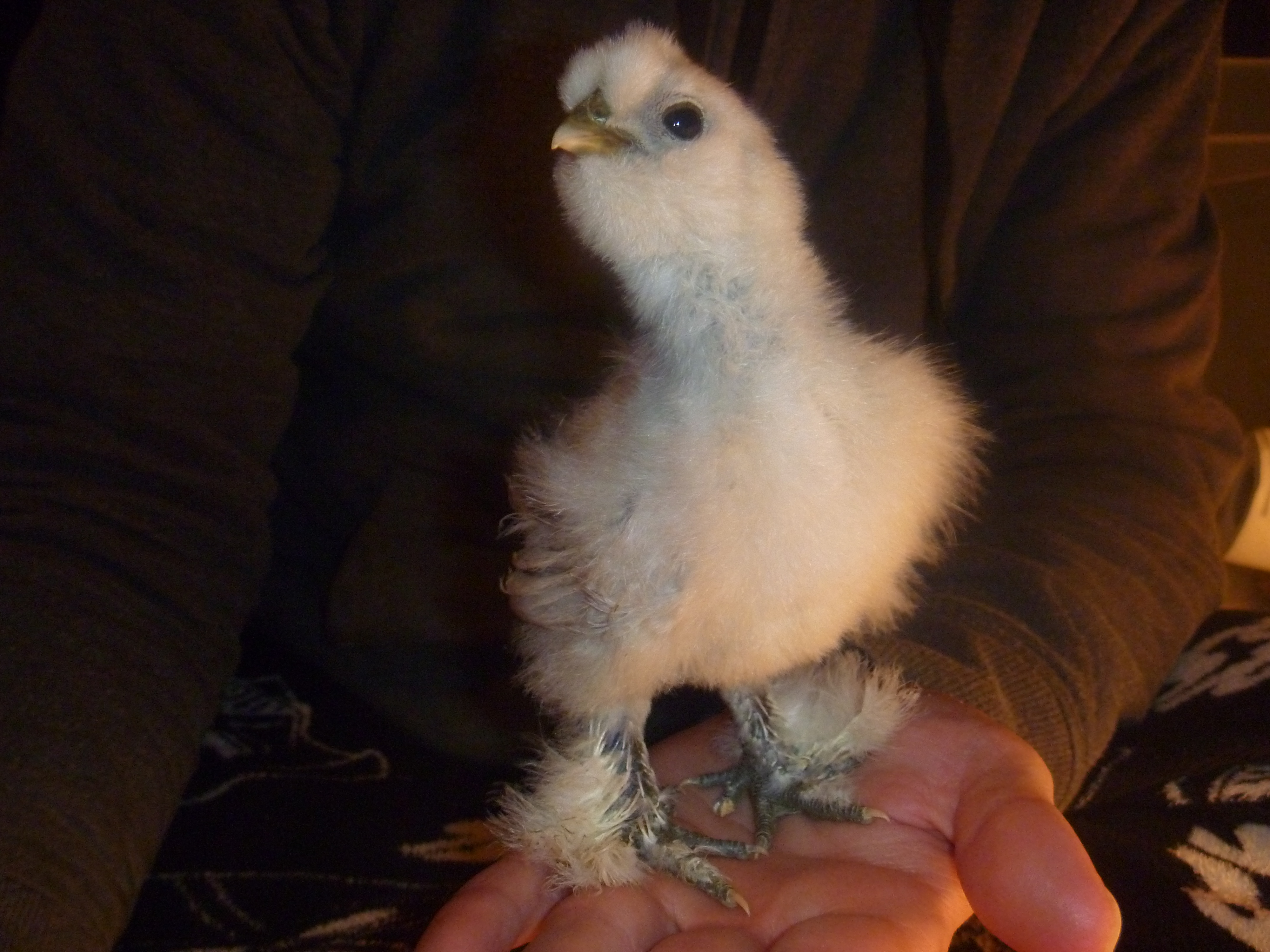 Blue Splash Silkie