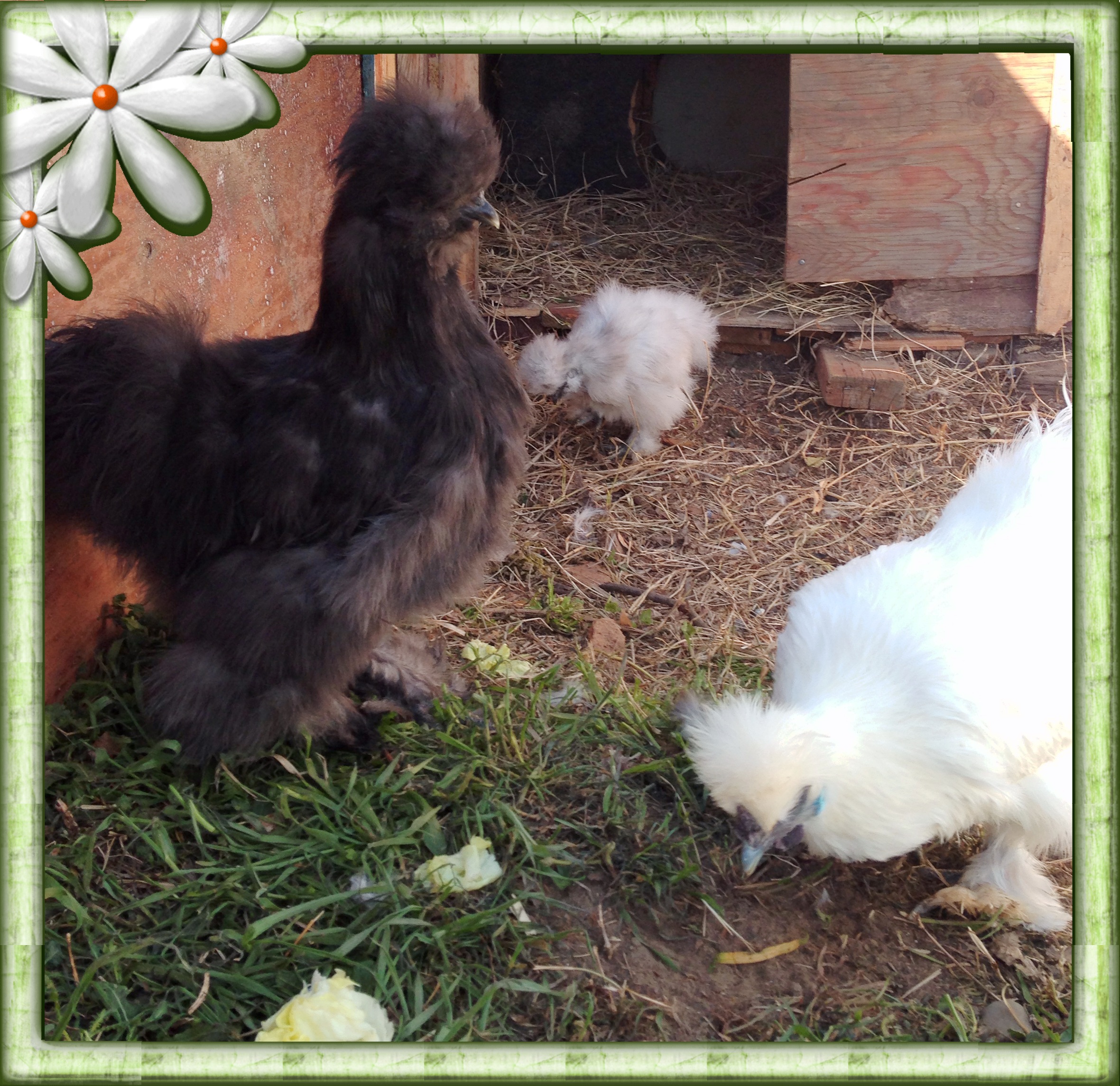 Blue, Splash Silkies with White non-bearded Silkie | BackYard Chickens ...