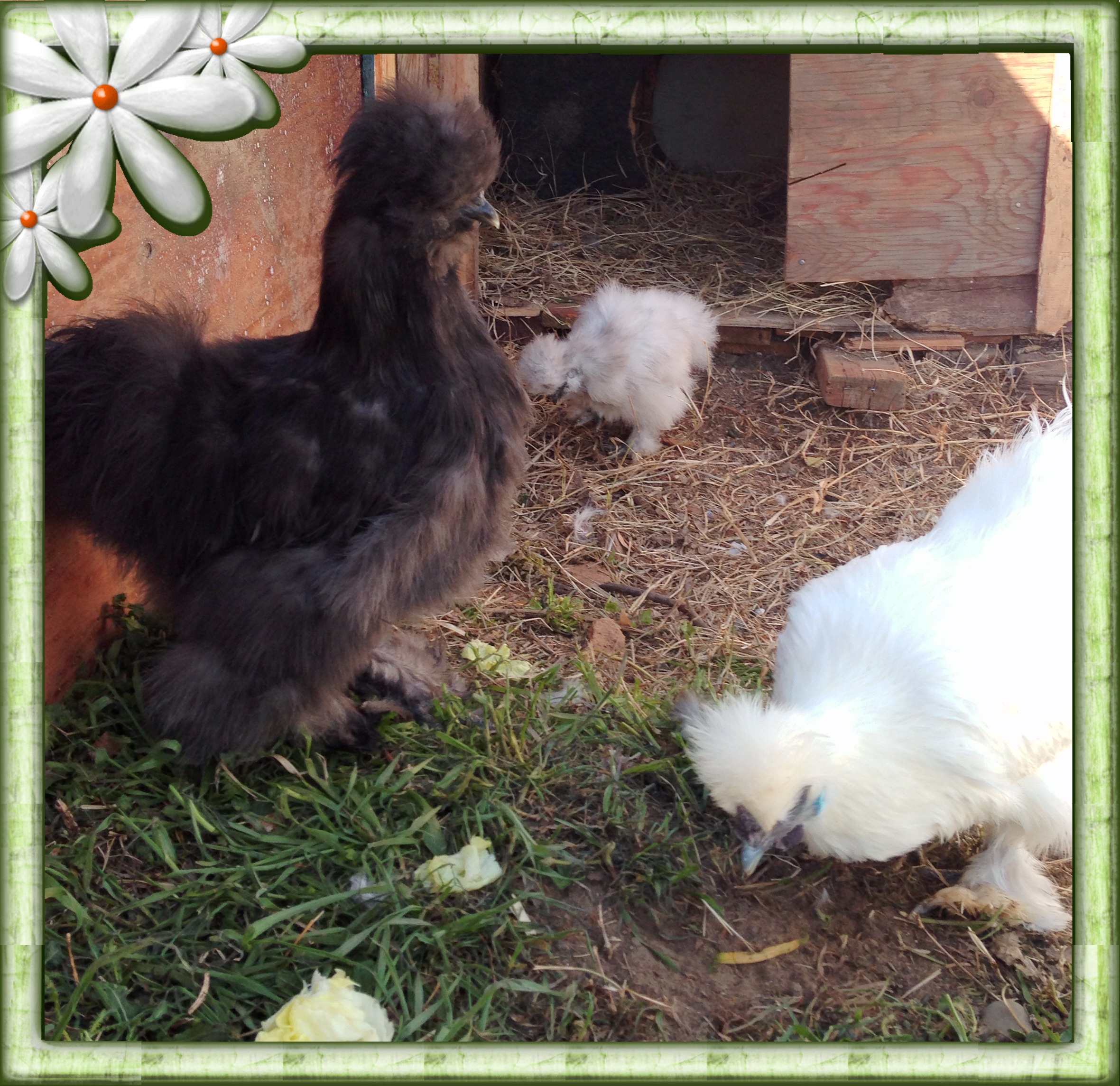 Blue, Splash Silkies with White non-bearded Silkie