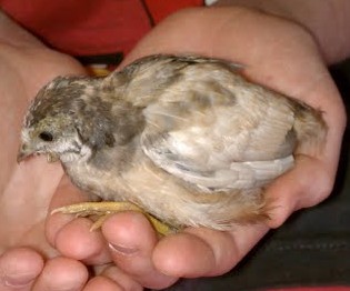 Blue Splashed female. About seven weeks old in pic