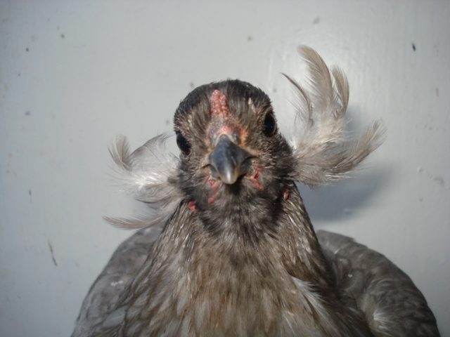 Blue tailed and tufted pullet. Hatched summer 2012.