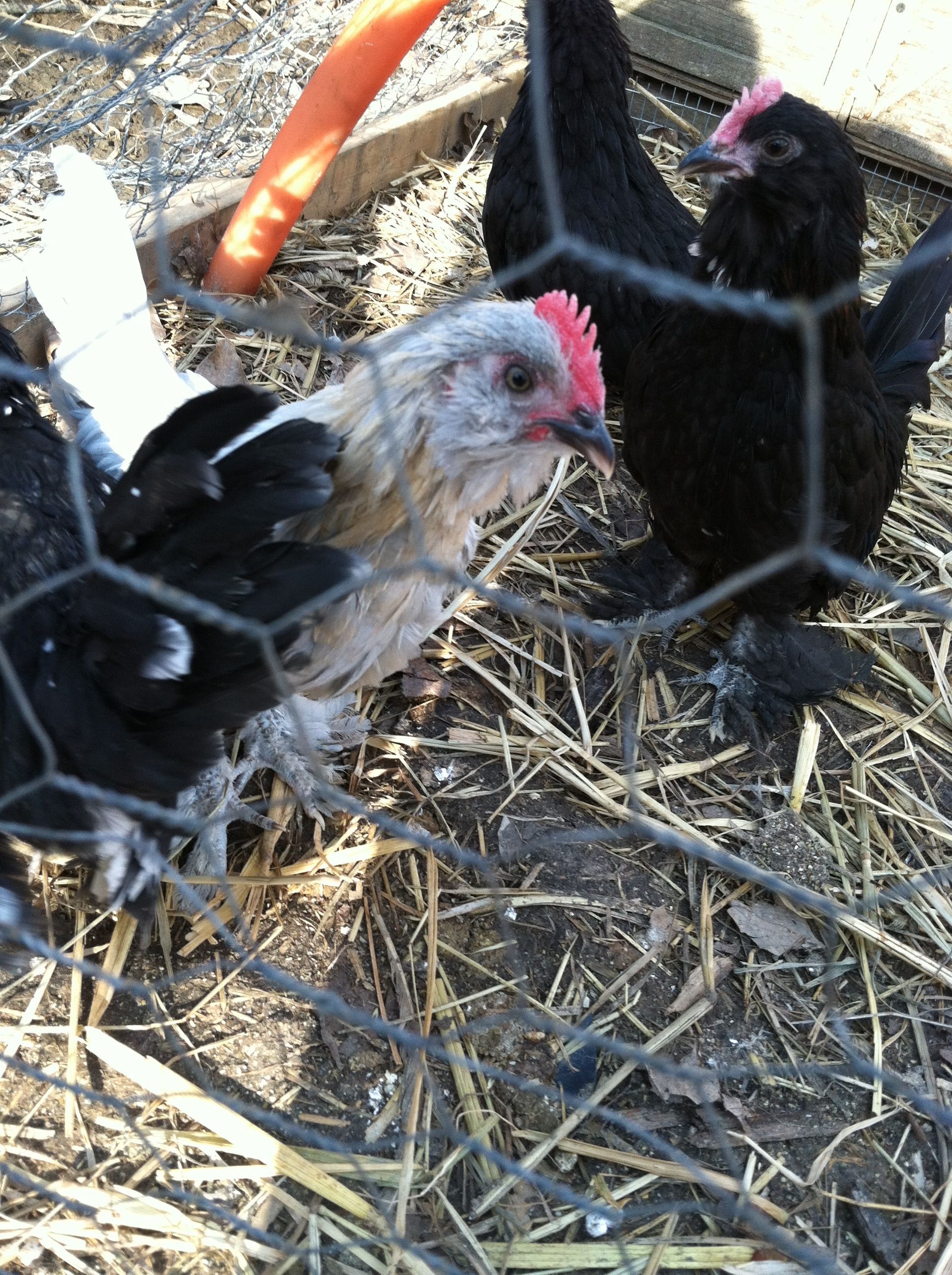 Blue the cockerel and the new addition gang in their outside run.