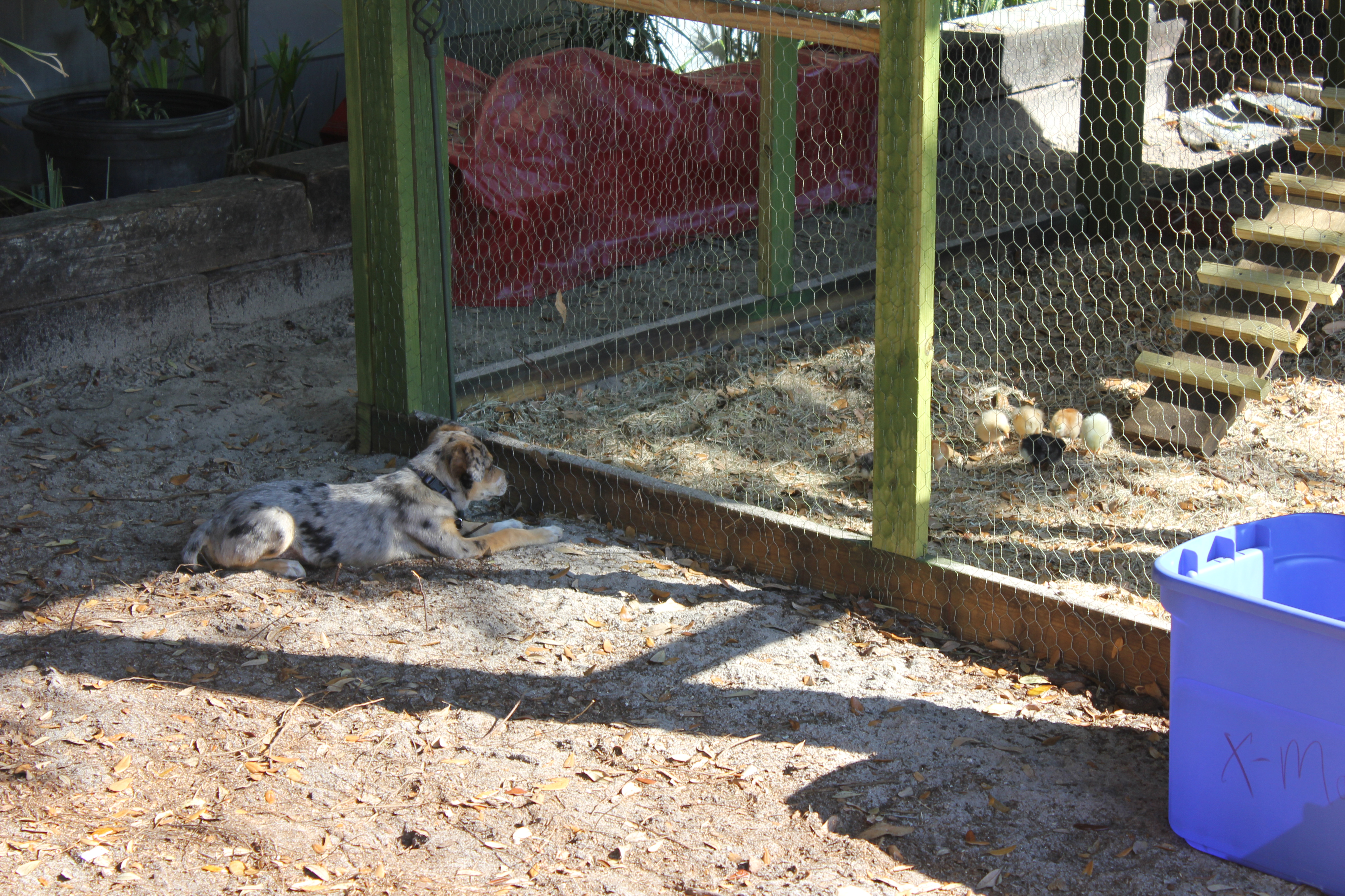 Blue trying to figure them out !