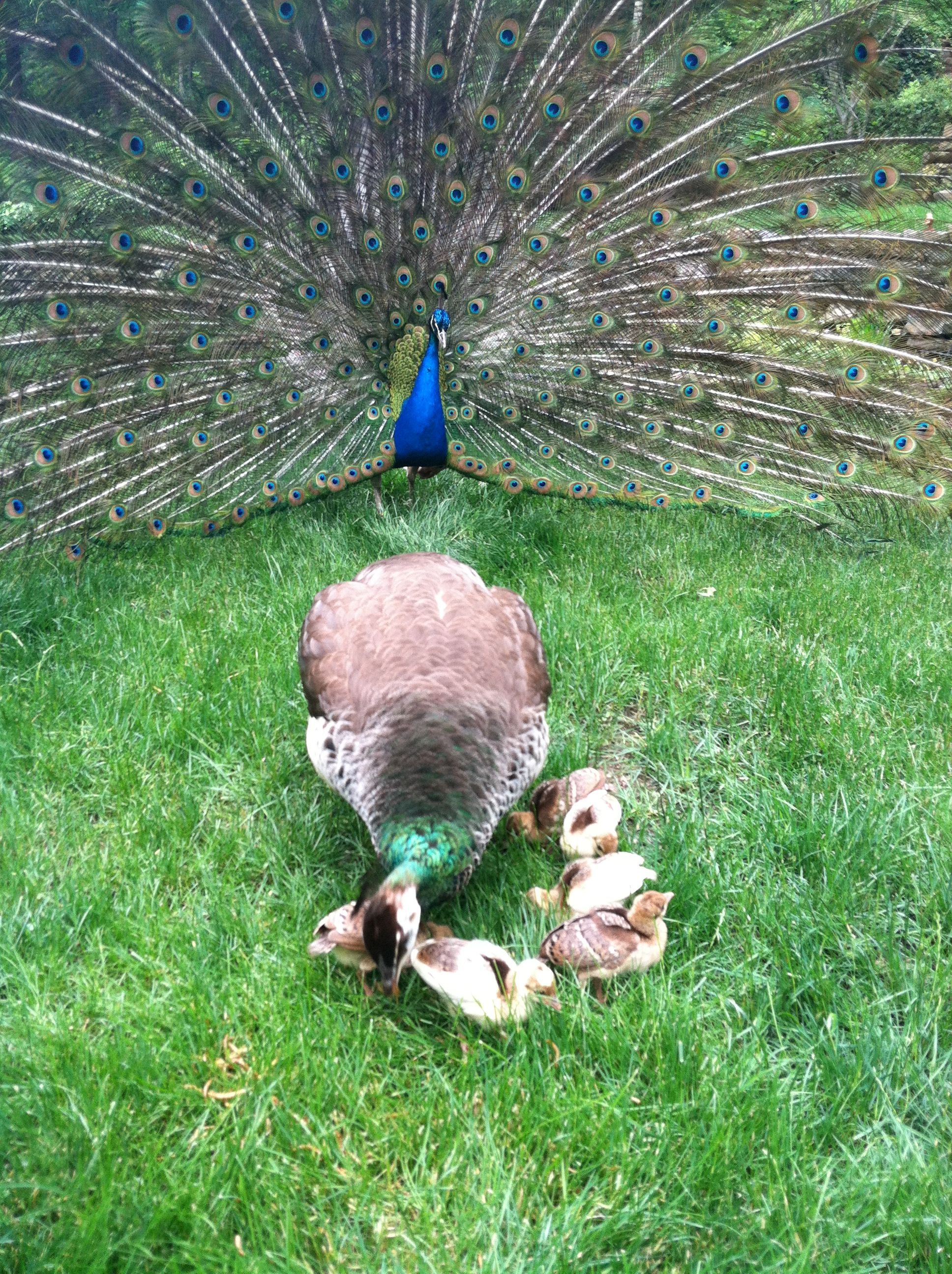Blue vying for Hen's attention, even though she's busy with chicks.