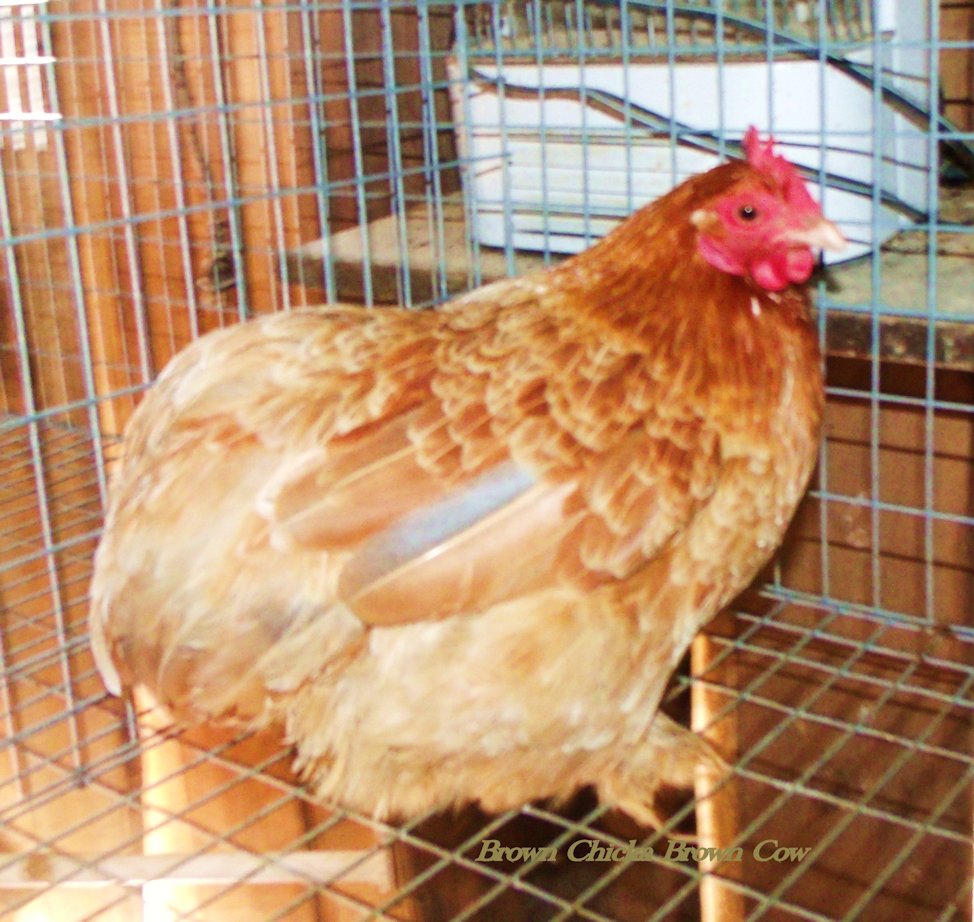 Blue Wheaten Bantam Cochin Hen