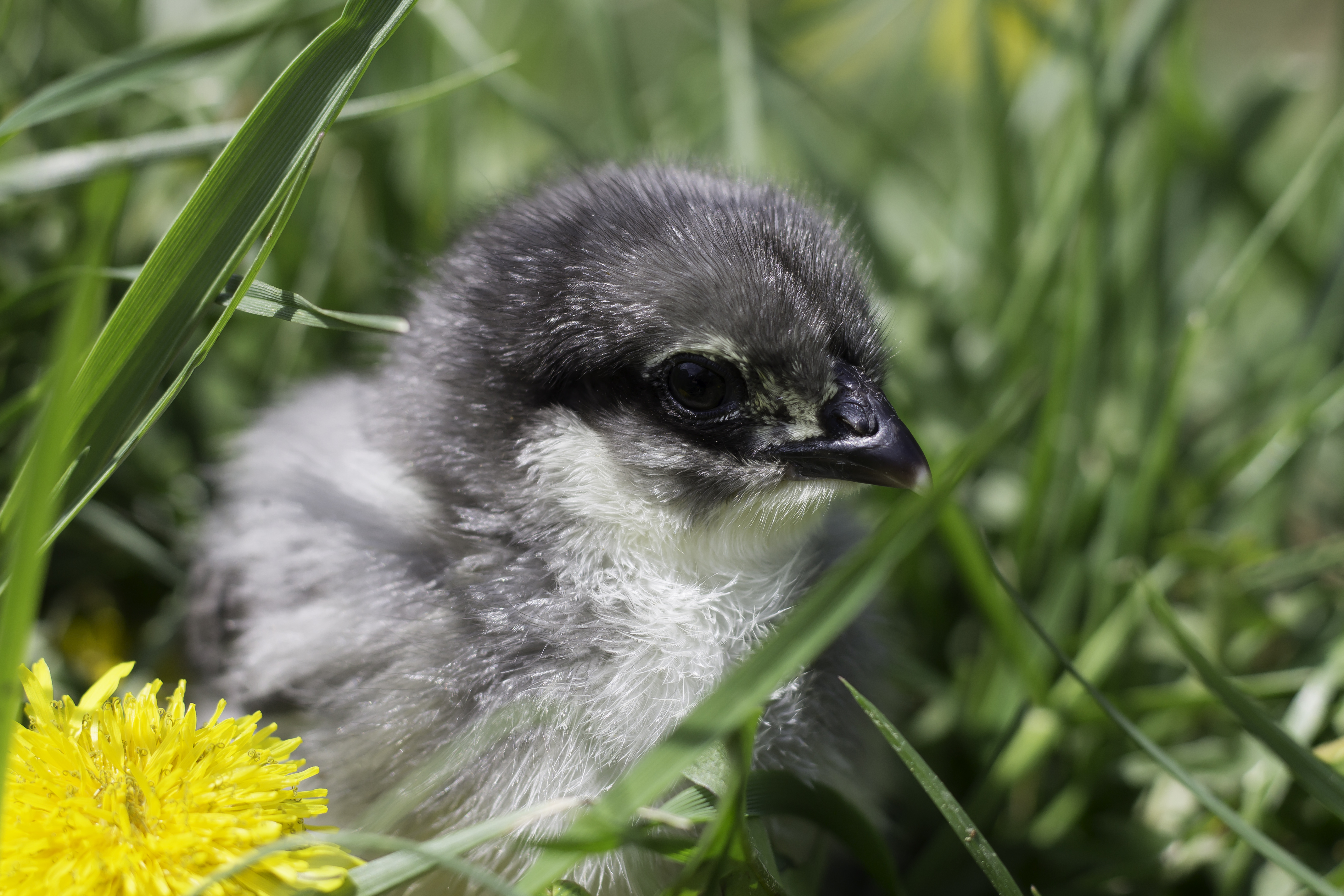 blue wyandotte chick