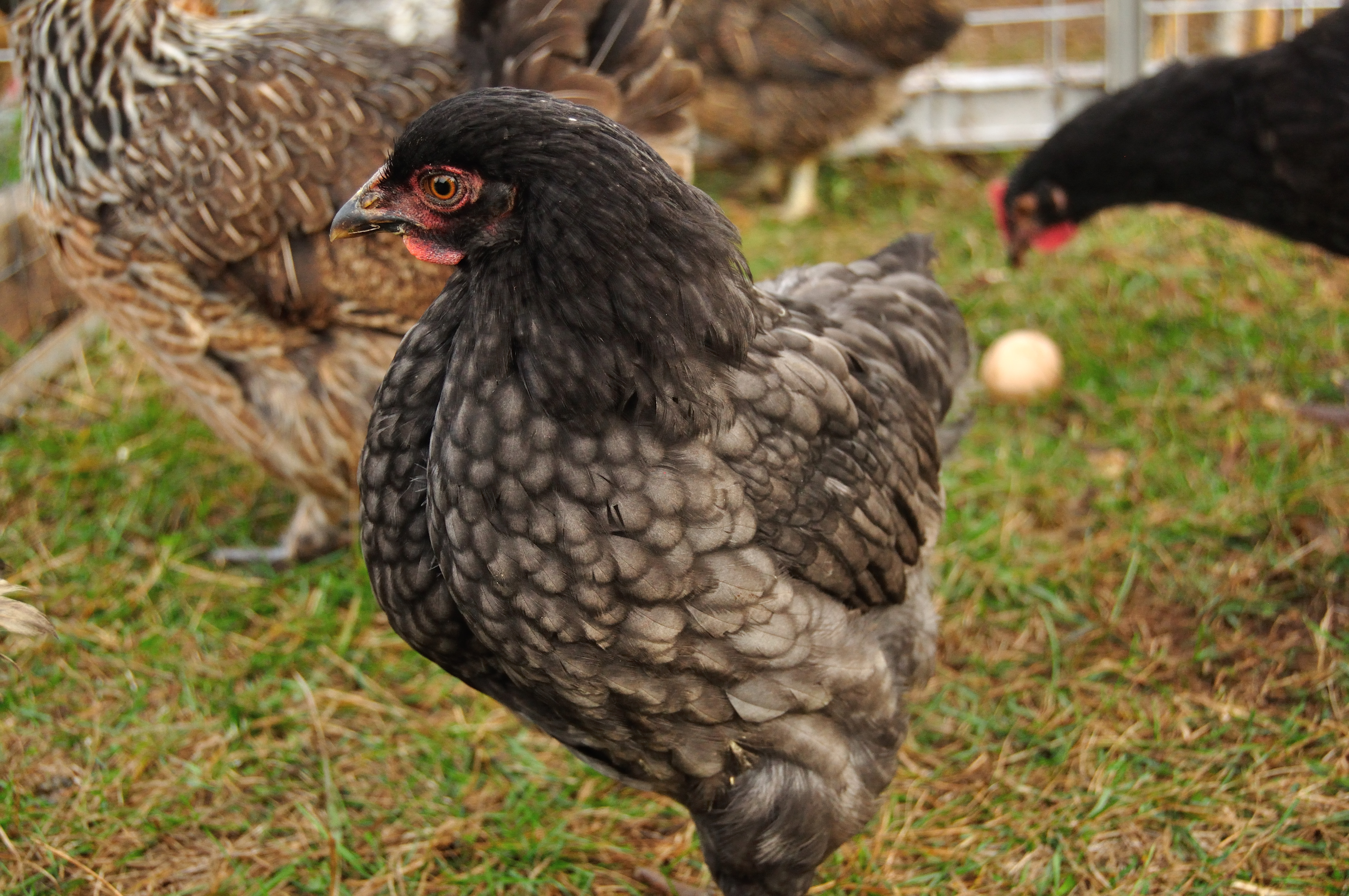 Blue Wyondotte Cockerel?