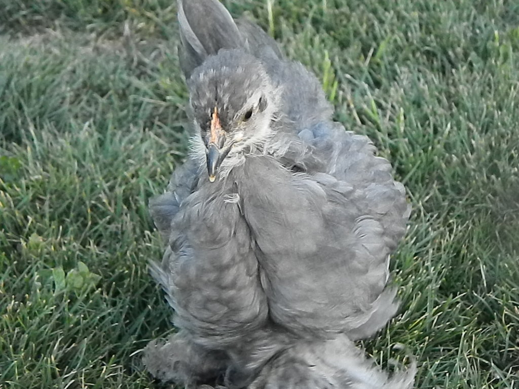 Bluebell at 7 weeks old