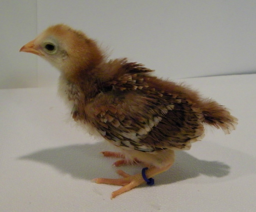 "Bluebell" Buckeye @ 2 weeks