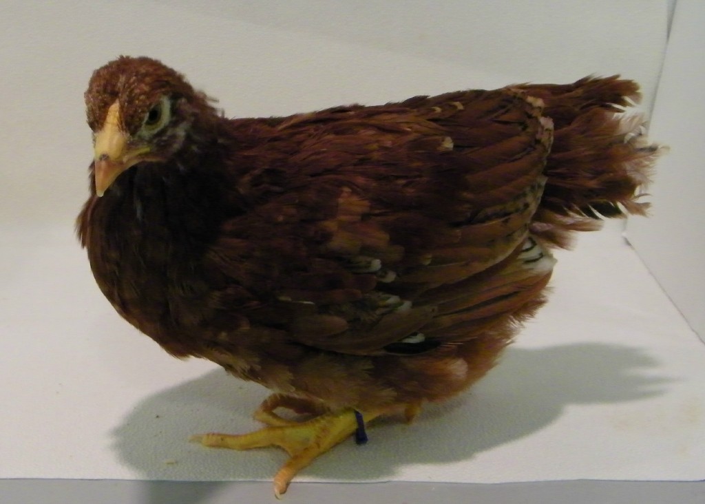 Bluebell Buckeye @ 6 wks