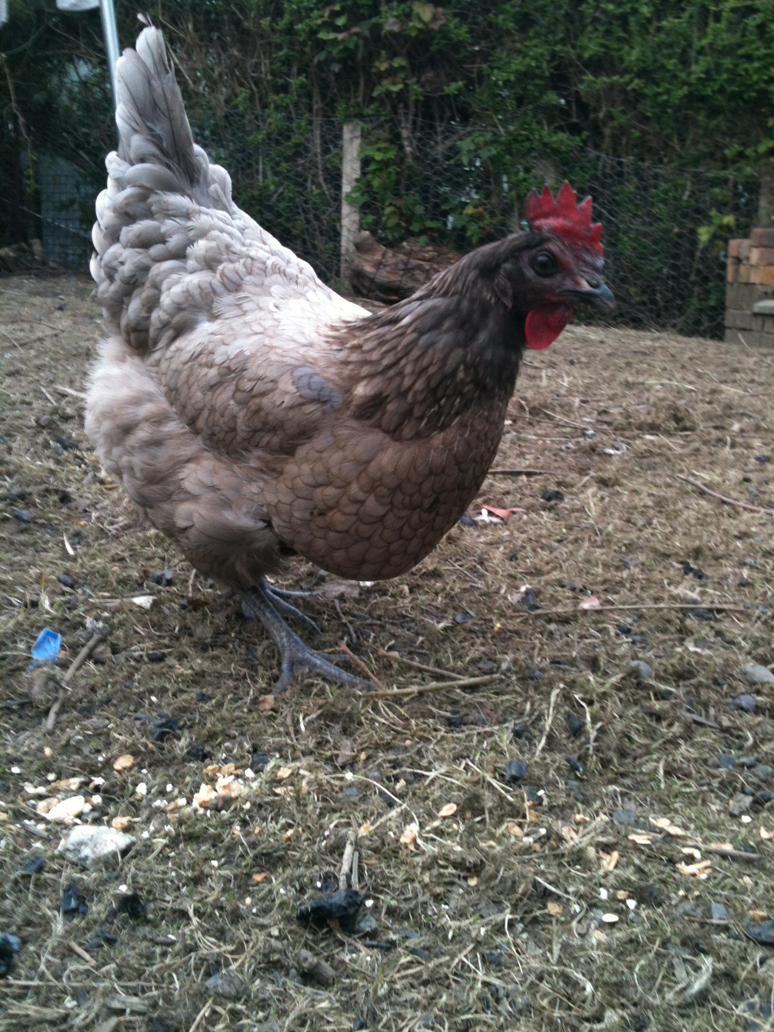 bluebell