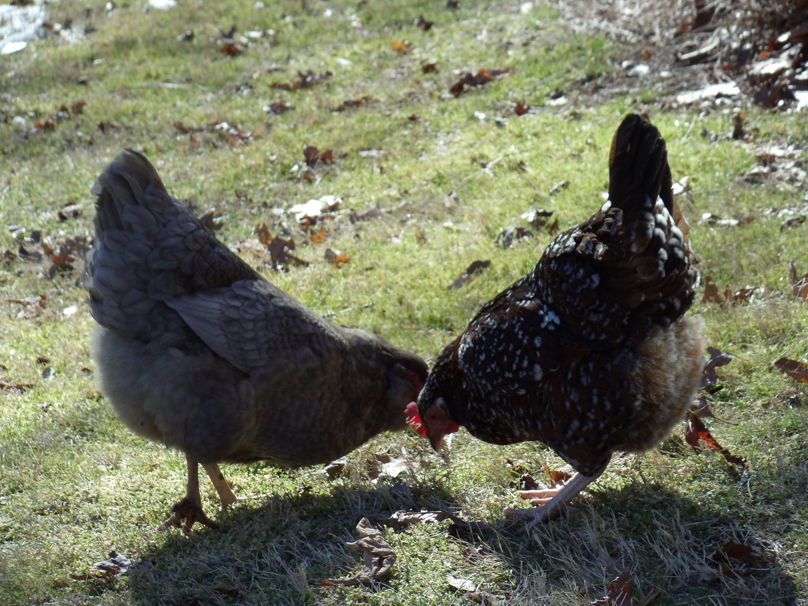 Blueberry and Adele grazing out front.