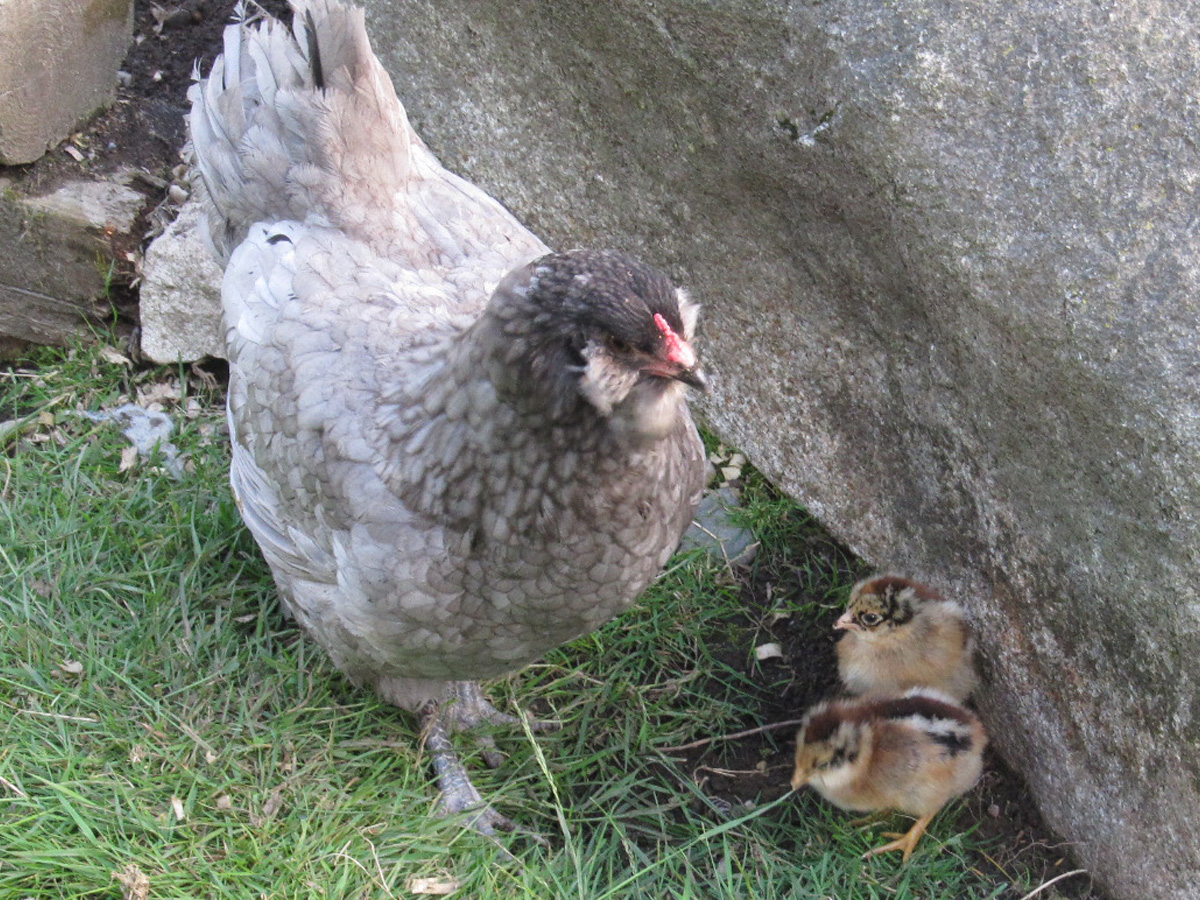Blueberry and babies