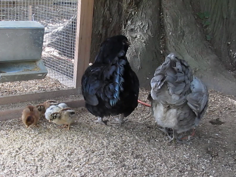 Blueberry & Blackberry with their week old chicks
