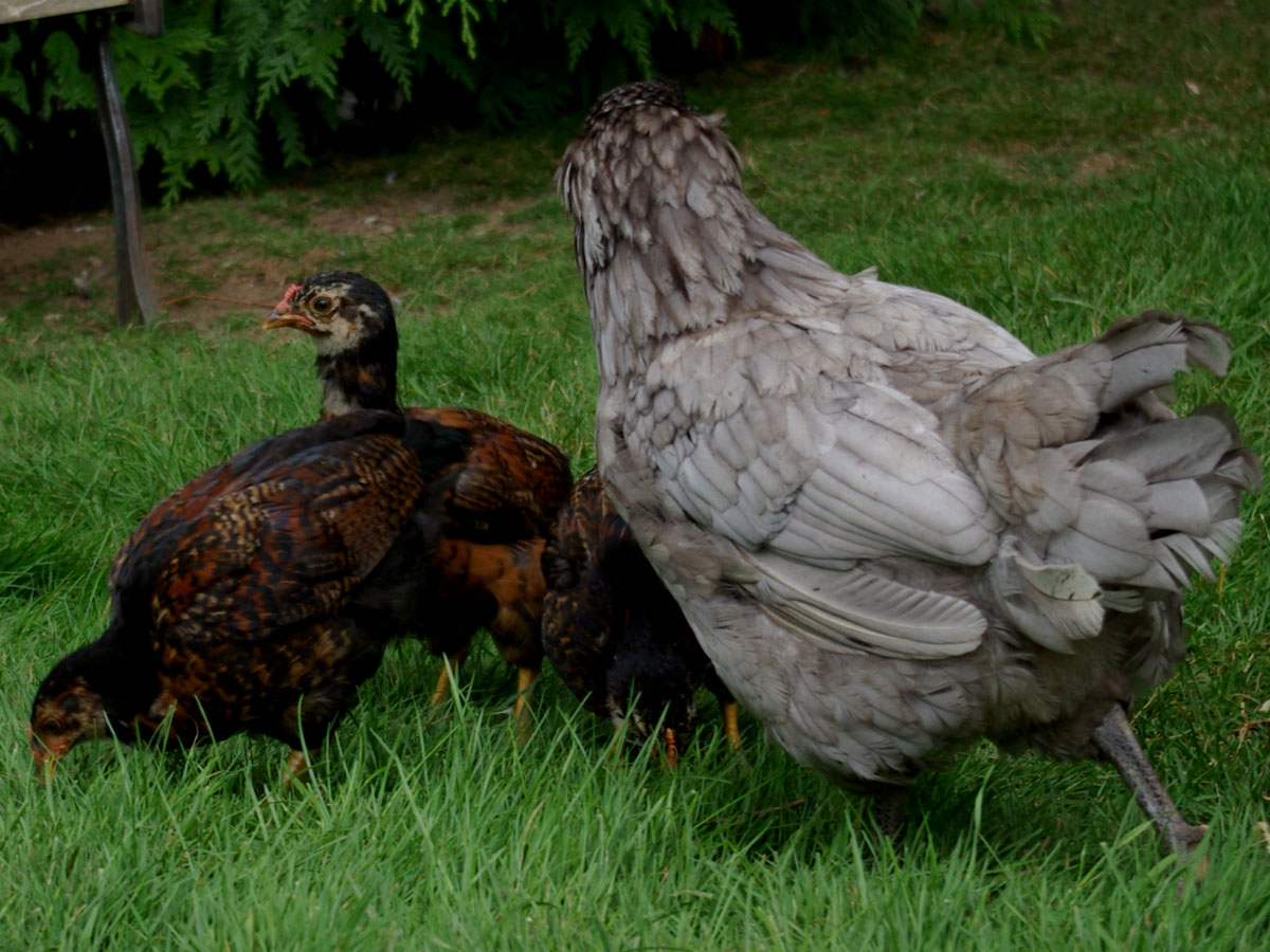 Blueberry had enough of me being close to her. Unlike Juno, she does not want me anywhere near her chicks.