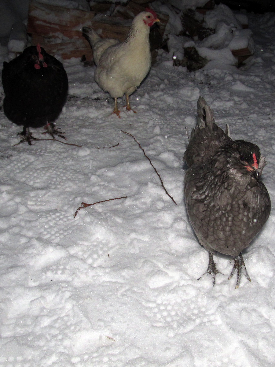 blueberry, lady, and henrietta