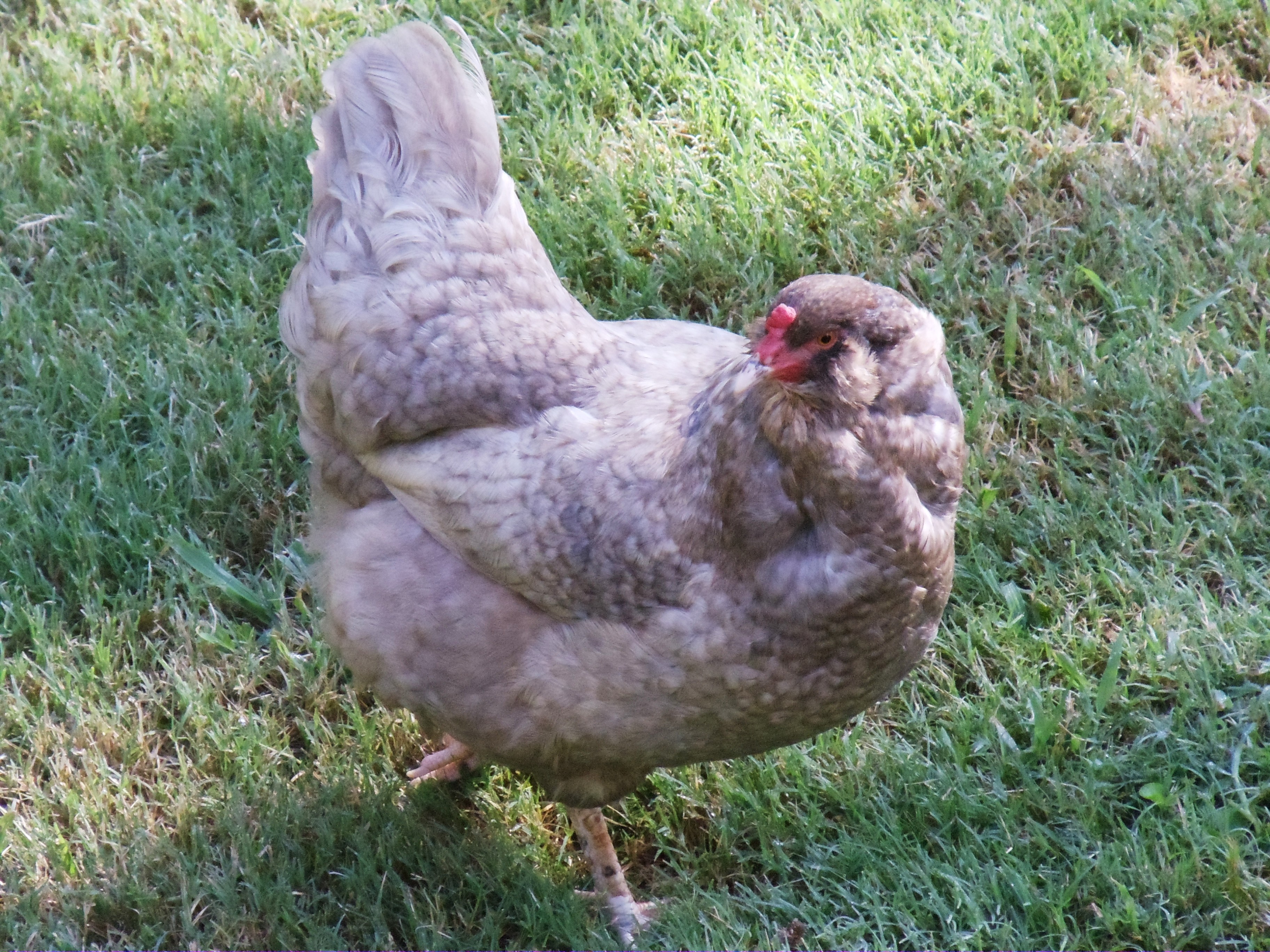 Blueberry our Blue Ameraucana
