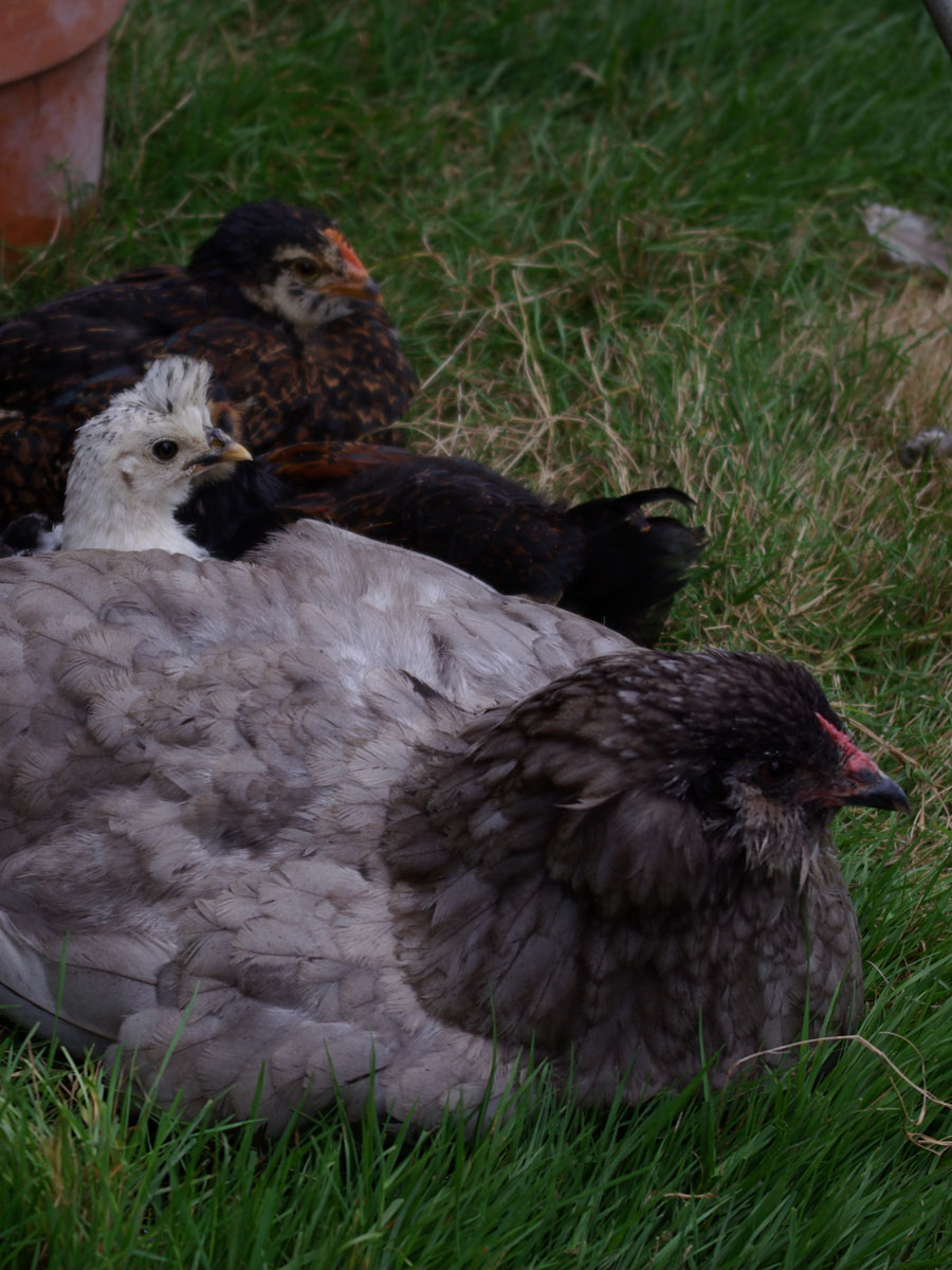 Blueberry the Ameracauna and her brood at about six weeks old.