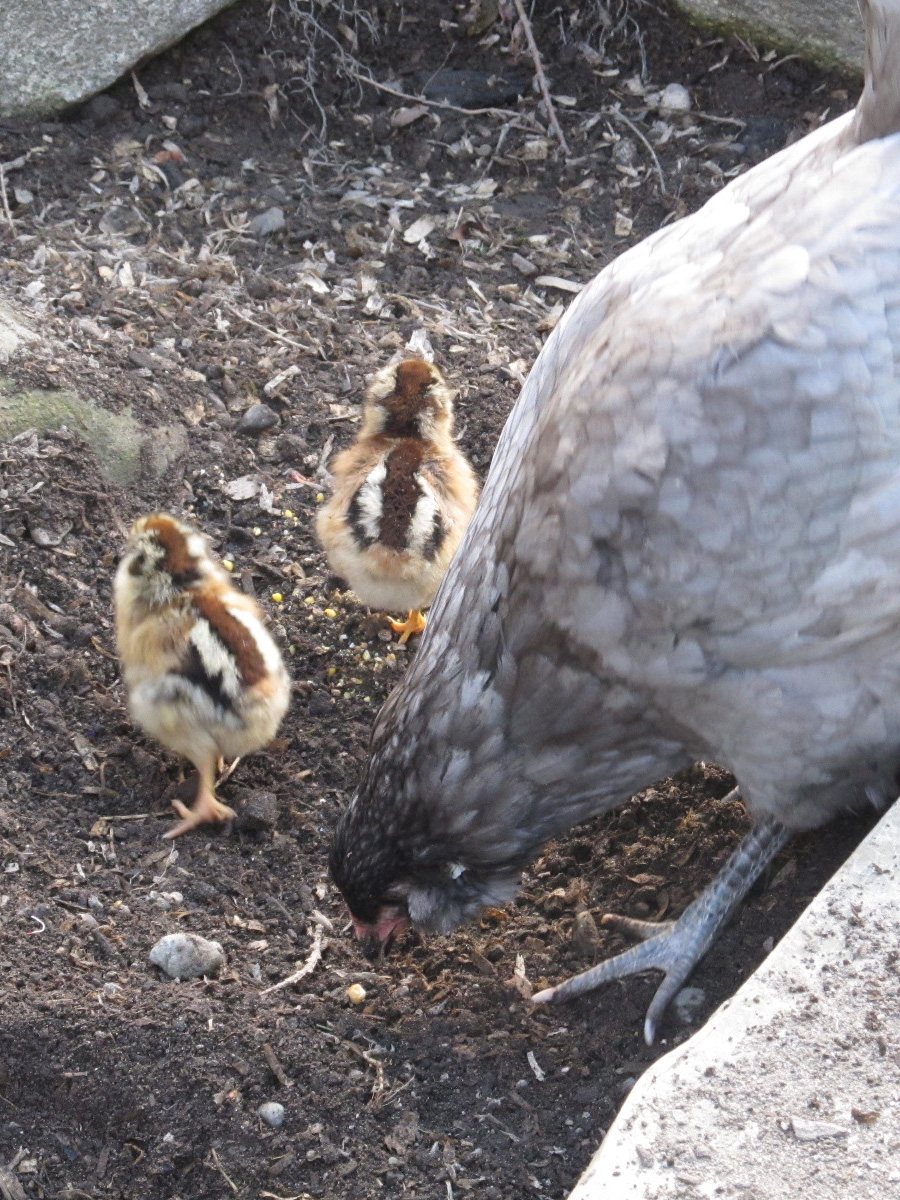 Blueberry the Ameracauna and her Easter Egger chicks