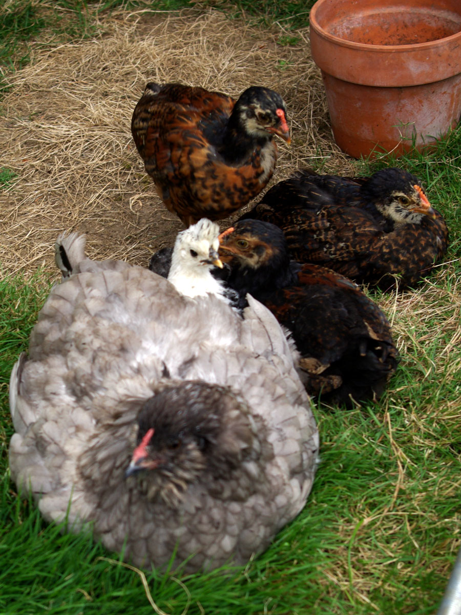 Blueberry the Ameracauna and her entire brood at about six weeks old. Three Easter Eggers and an Appenzeller Spitzhauben chick.