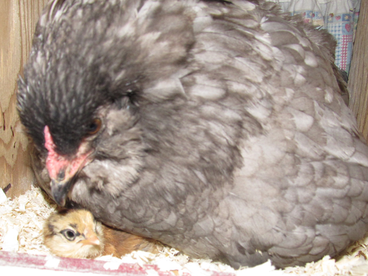 Blueberry's chick is super curious and always pokes her head out when she hears my voice.