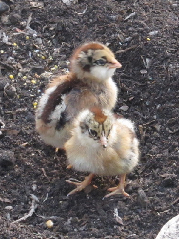 Blueberry's chicks...for this hour anyway =) She is co-mama with her hatch mate, Blackberry.