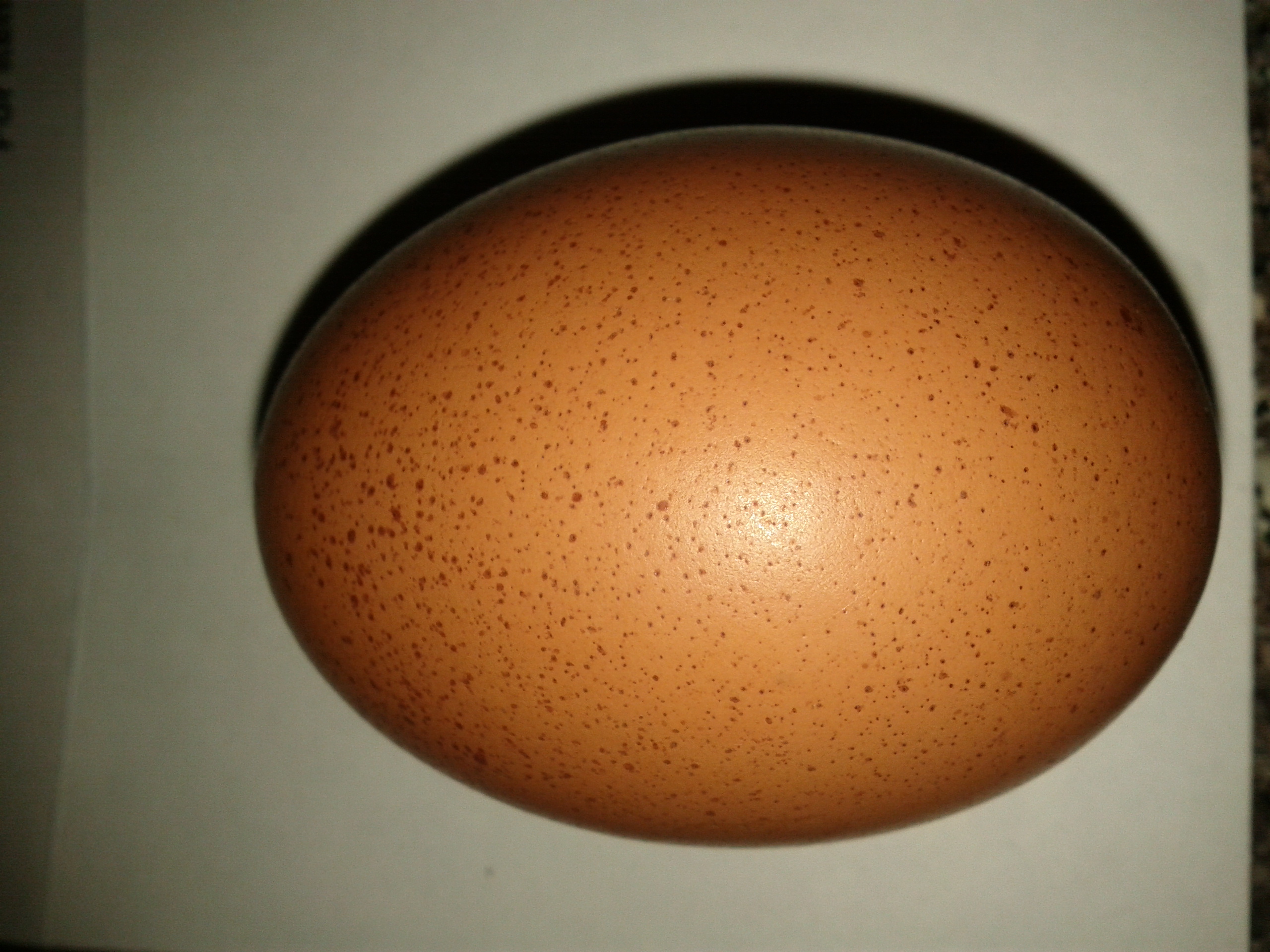 Blueberry's first egg...  It's darker than it looks in the picture.