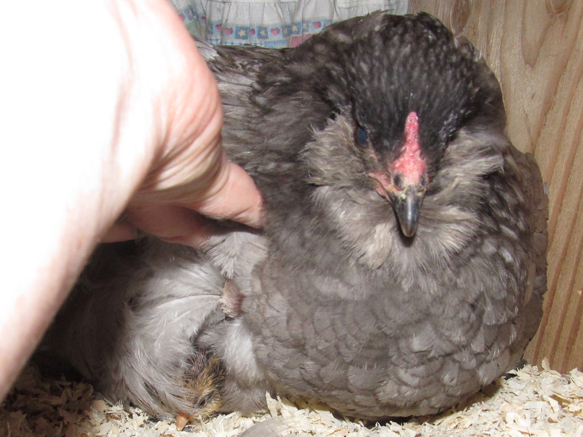 Blueberry's new chick!