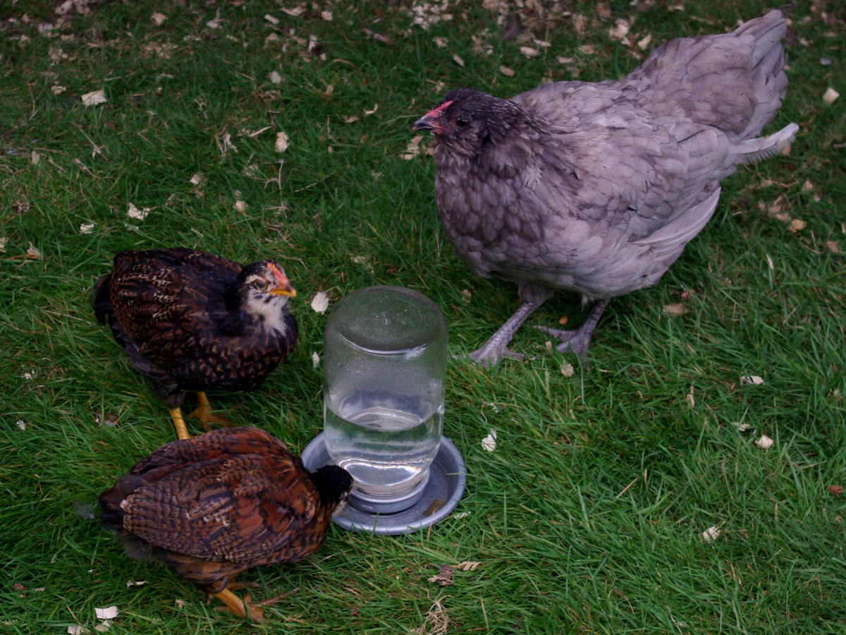 Bluebery and her Easter Egger chicks about eight weeks.