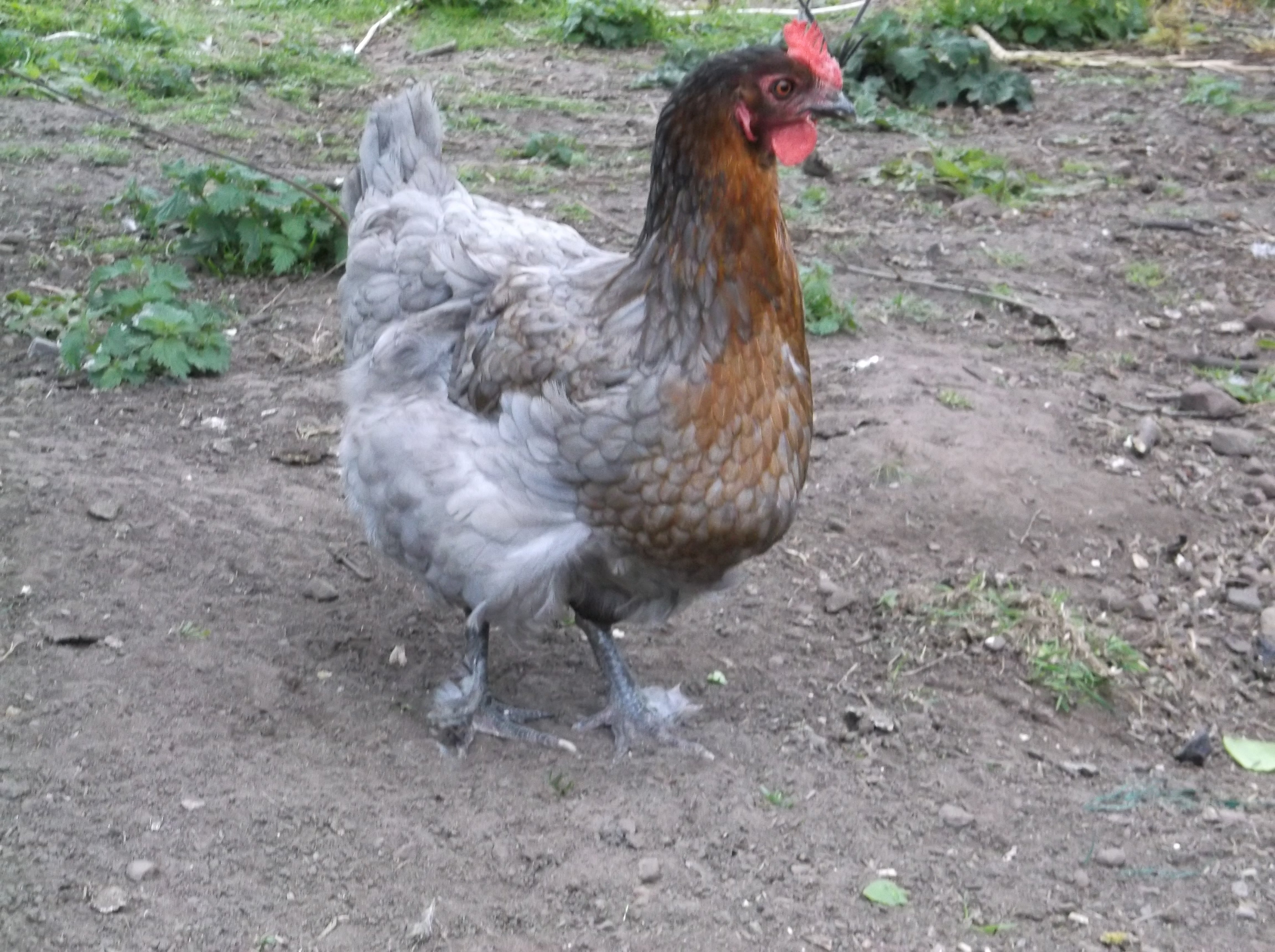 Bluebonnet, my Blue Copper Maran pullet.