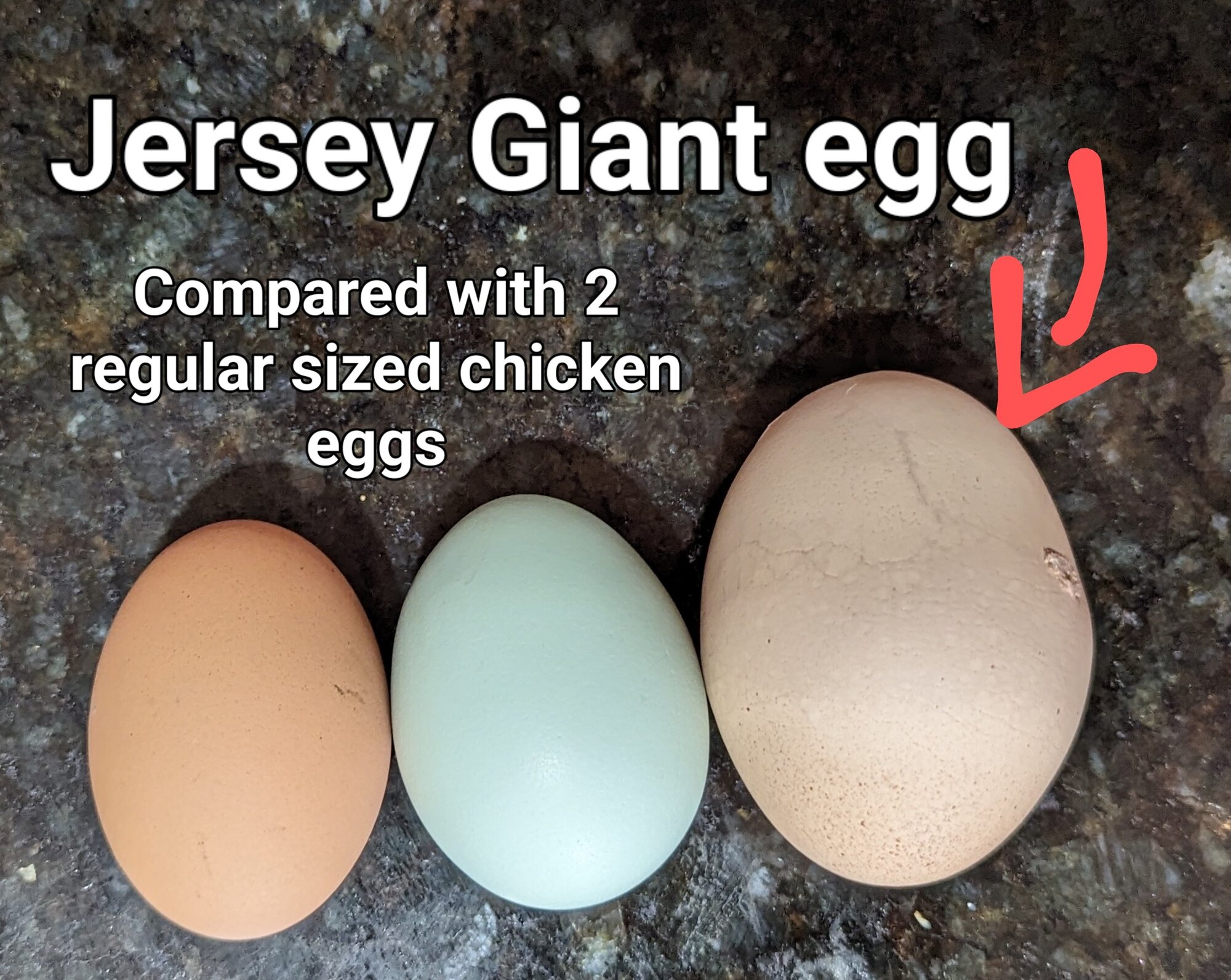 BlueJerseyGiantEgg.jpg