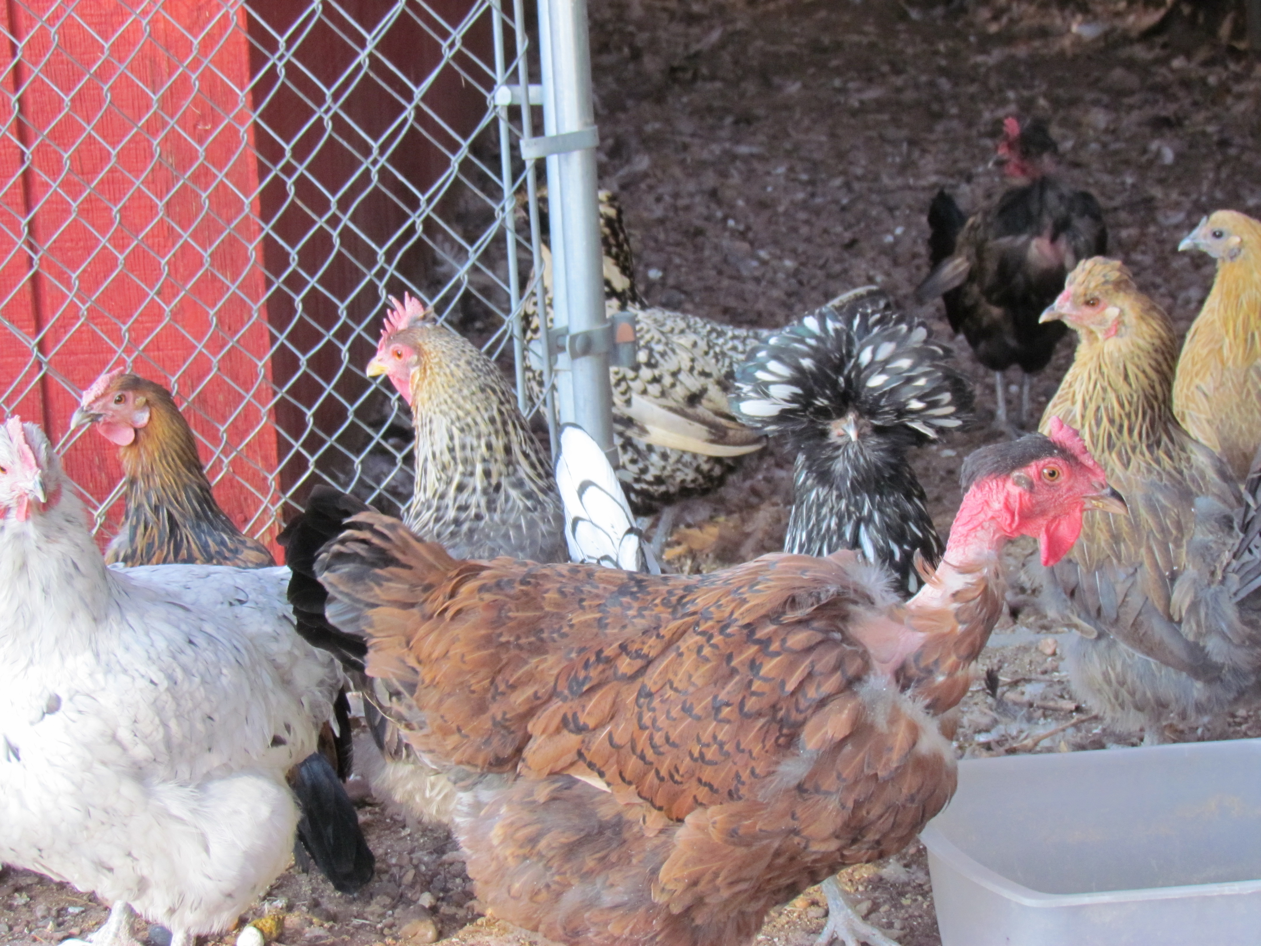 BlueLaced Red Wyandotte/NN calm layer of large eggs