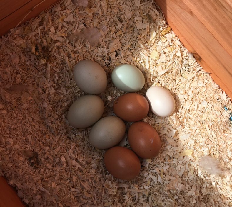 blues eggs