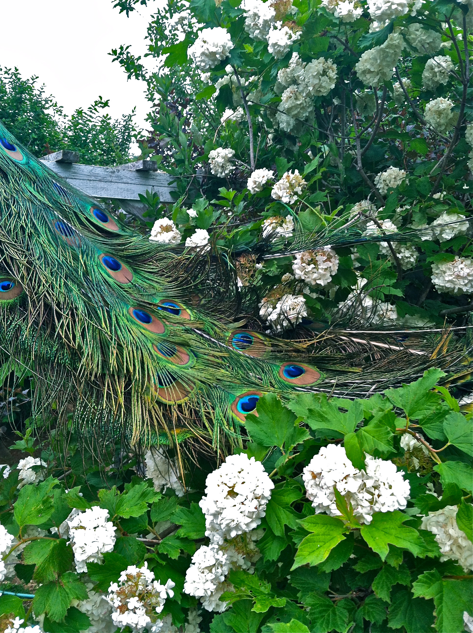 Blue's tail feathers