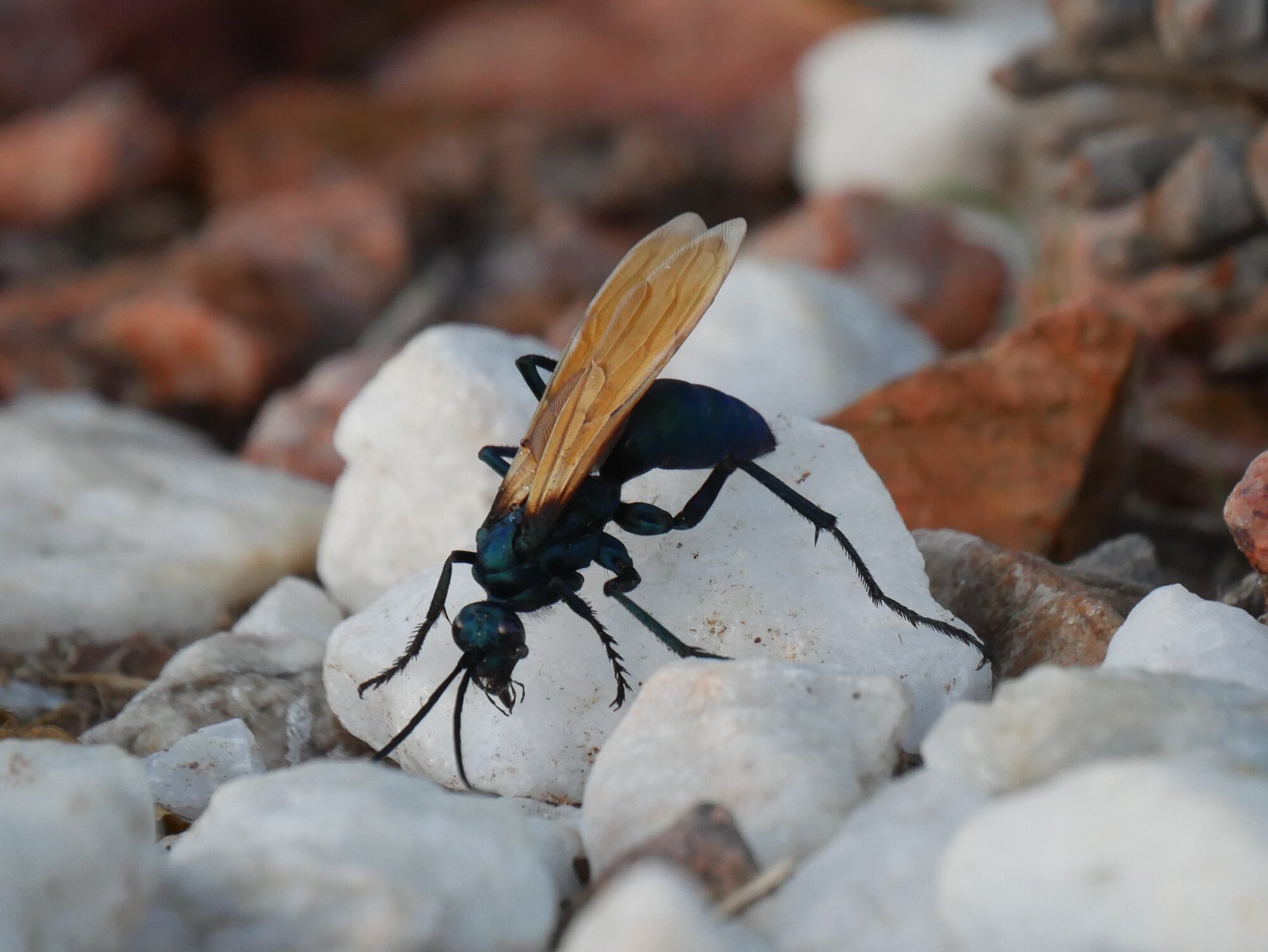 BlueWasp.JPG