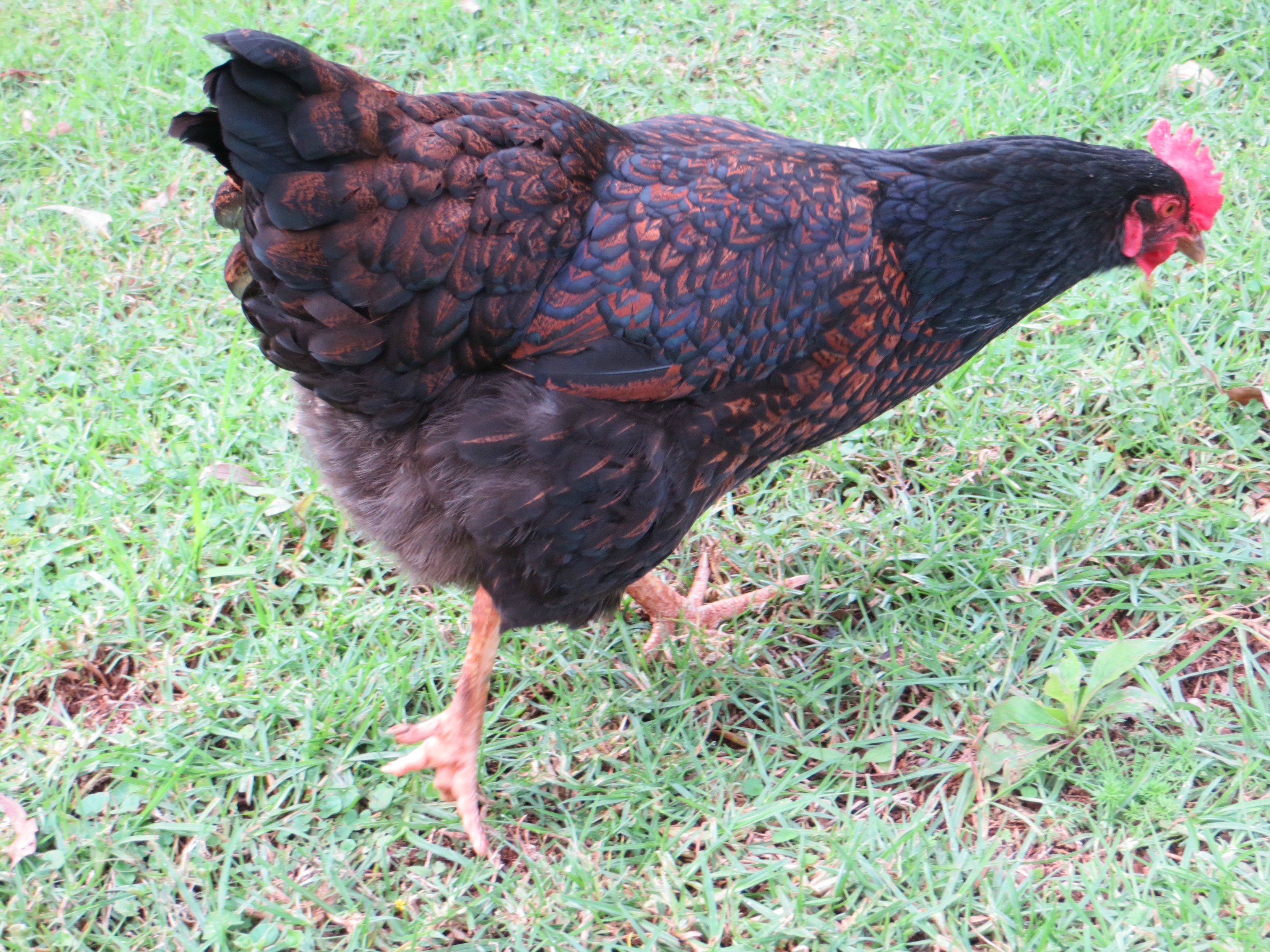 Bluey has grown the most gorgeous plumage.